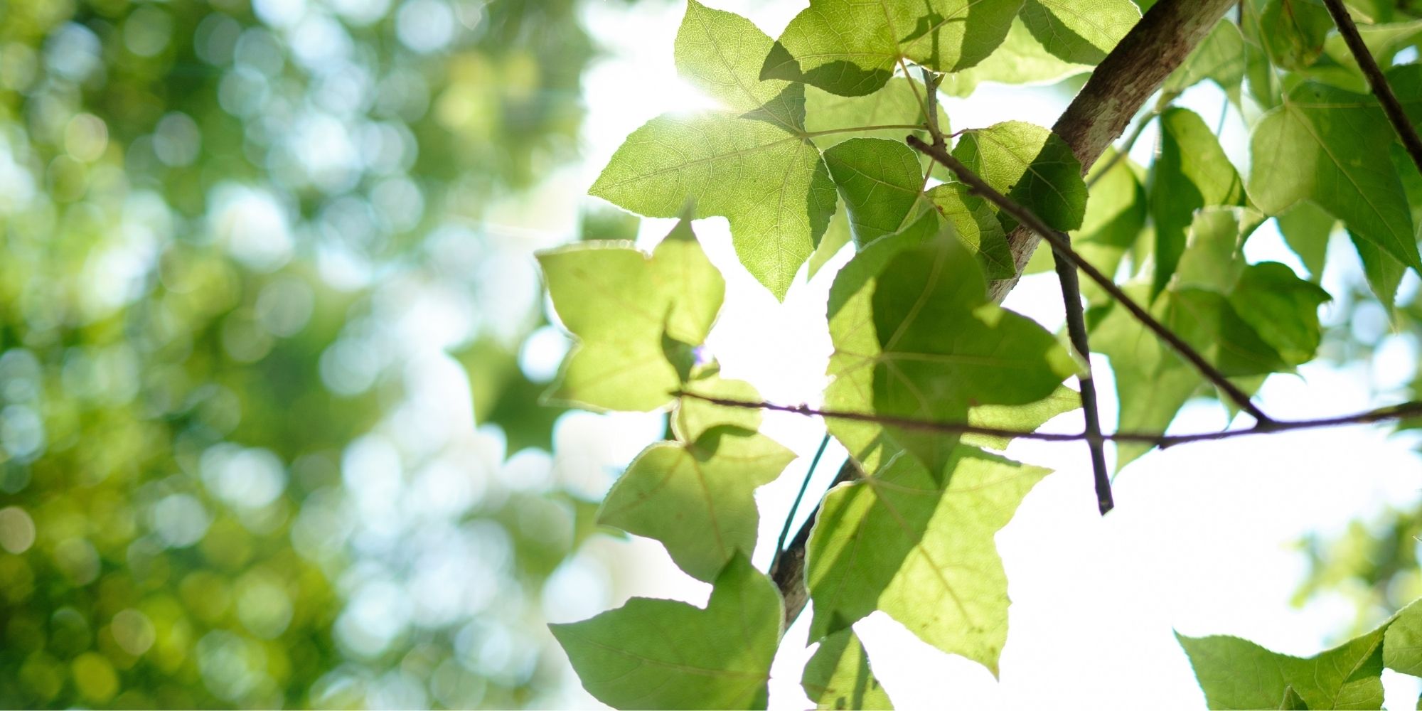 Camping le petit liou (4)