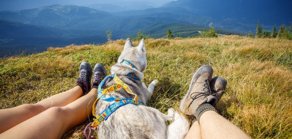 camping accueil chien hautes alpes