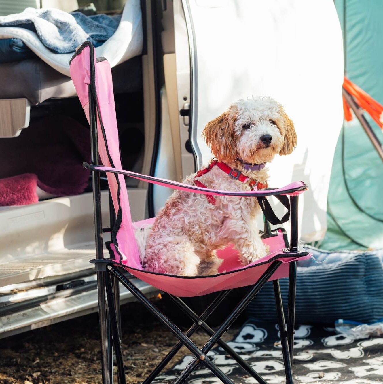 camping hautes alpes pet friendly