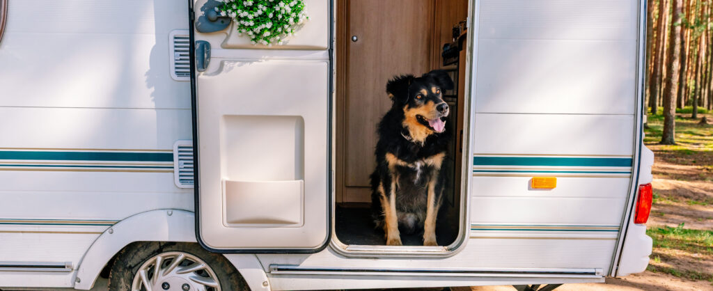 chien accepté camping