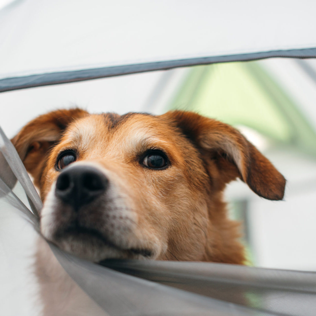 chien accepté camping le petit liou