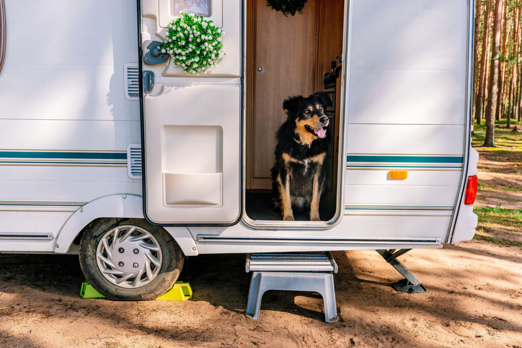 chien-accepte-camping